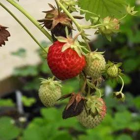 Cambridge Favourite Strawberry Plants (Fragaria x ananassa Cambridge Favourite) 2